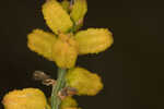 Golden colicroot